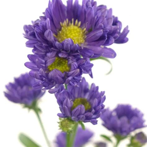 Aster Chanel 